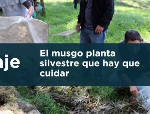 “No arranques la piel de los bosques”, Campaña de sensibilización para cuidar los ecosistemas del país