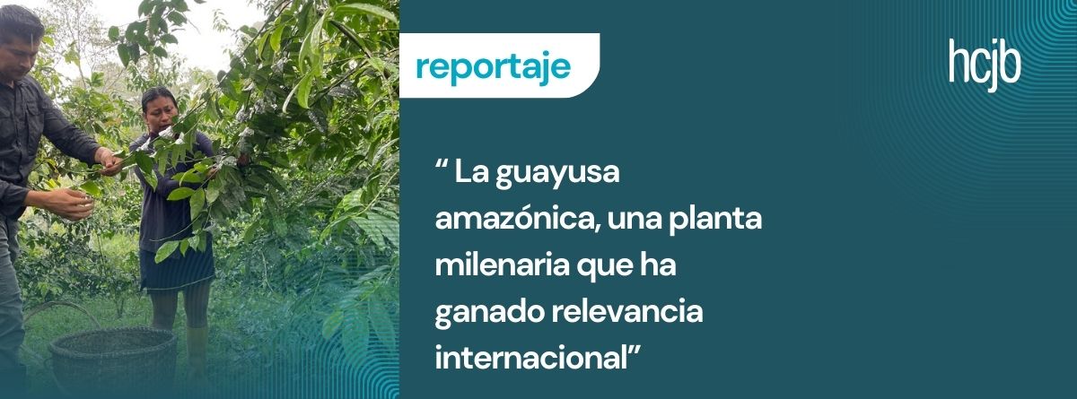 La guayusa el alma de la Amazonía y símbolo de bioeconomía, turismo sostenible e innovación ancestral