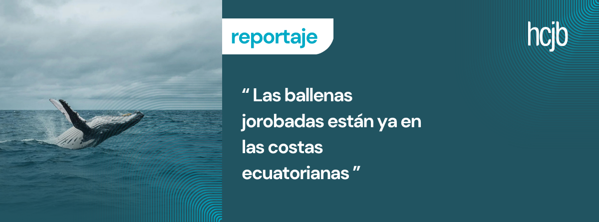 Las ballenas llegaron a las costas ecuatorianas  